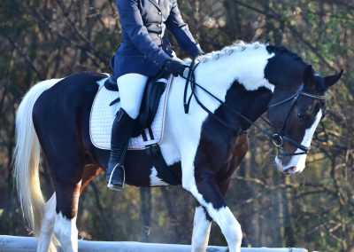 Training dressage show at ICB Kyalami, June 2019