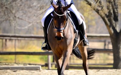 ICB Dressage Training Show: 22 June 2019