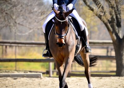 Training dressage show at ICB Kyalami, June 2019