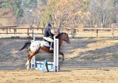 Young Horse Training