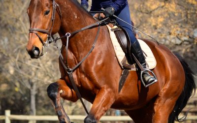 July Show Jumping Training Show