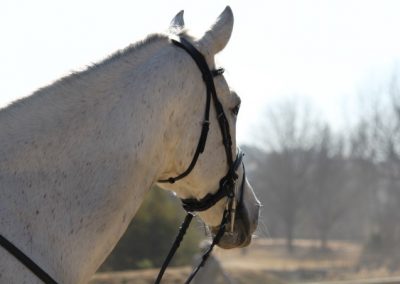 ICB training dressage show in Kyalami, August 2019