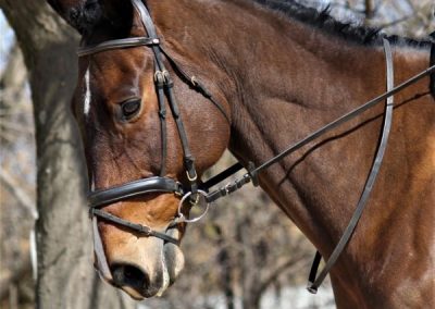 ICB training dressage show in Kyalami, August 2019